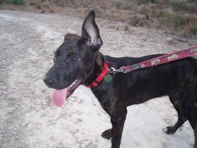 TARA, cachorrona en adopción URGENTE!!!! (Murcia)‏