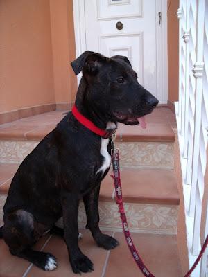 TARA, cachorrona en adopción URGENTE!!!! (Murcia)‏