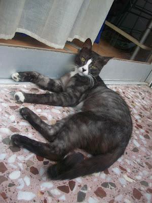 LOBO - GATO DE IMPRESIONANTE BELLEZA,OTRO ABANDONO MÁS DEL VERANO, EN ADOPCIÓN.‏