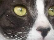 Lobo gato impresionante belleza,otro abandono verano, adopción.‏