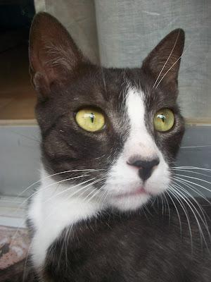 LOBO - GATO DE IMPRESIONANTE BELLEZA,OTRO ABANDONO MÁS DEL VERANO, EN ADOPCIÓN.‏