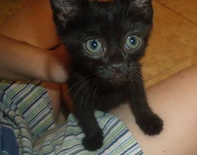 KENZO, un pequeñín más dulce que un bombón!! (Murcia)‏