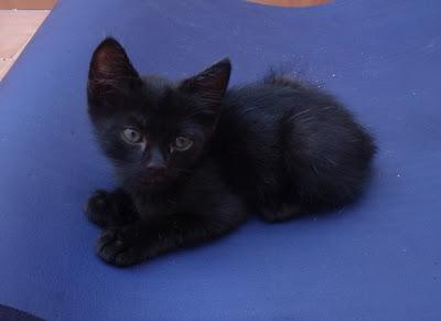 KENZO, un pequeñín más dulce que un bombón!! (Murcia)‏