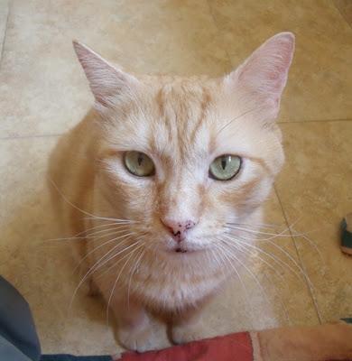 Neon, un angelote de hermosos ojos verdes (Murcia)‏