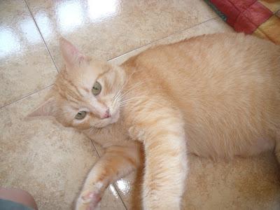 Neon, un angelote de hermosos ojos verdes (Murcia)‏