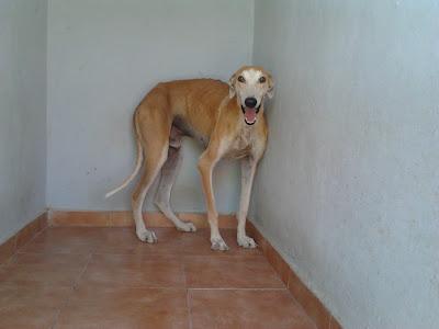 LUCERO, galgo con las patas partidas y mal soldadas. URGENTE ADOPCIÓN!!