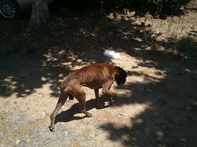 DODY. BOXER MENOS DE UN AÑO ABANDONADO ESQUELETICO. PUEBLO SEVILLA