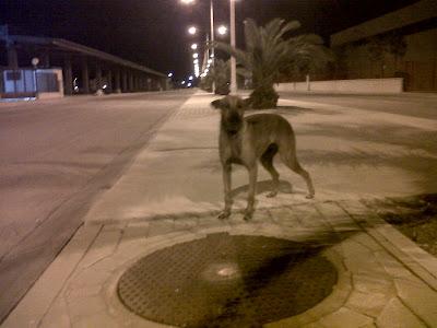 CRISTAL, perrita pequeña, con miedo pero muy cariñosa-tirada de un coche. (MURCIA)