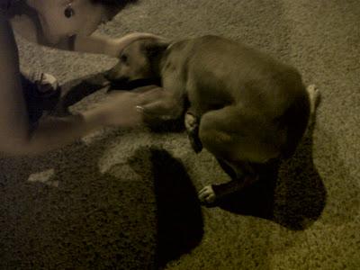 CRISTAL, perrita pequeña, con miedo pero muy cariñosa-tirada de un coche. (MURCIA)