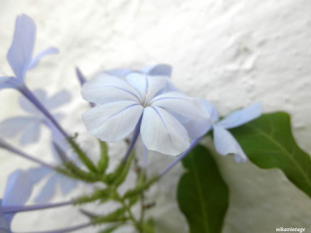Primera flor del Plumbago