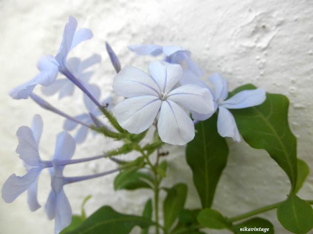 Primera flor del Plumbago