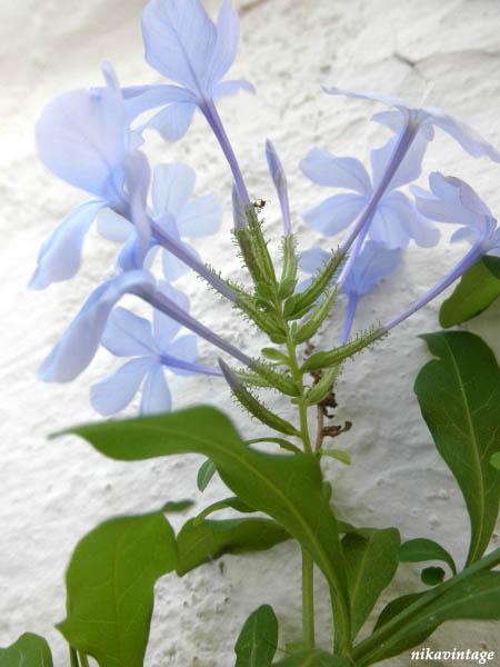 Primera flor del Plumbago