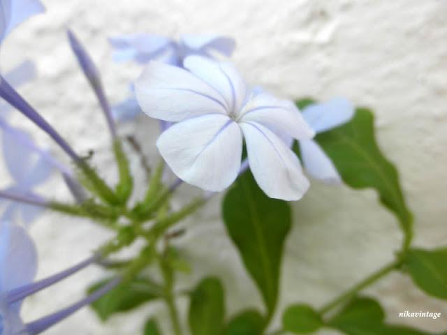 Primera flor del Plumbago
