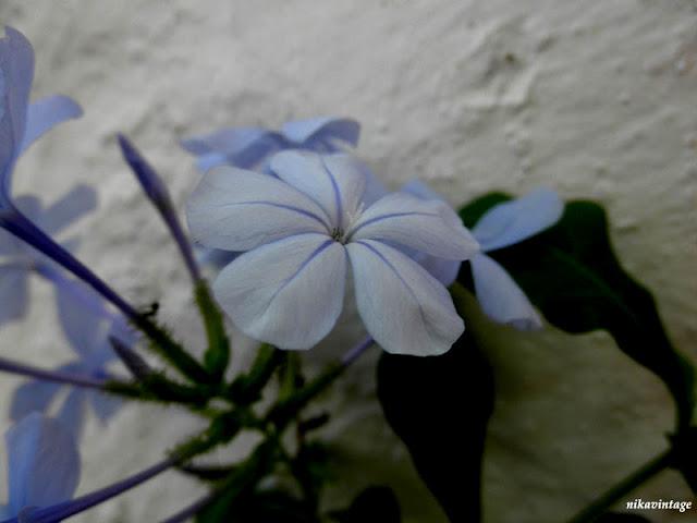 Primera flor del Plumbago