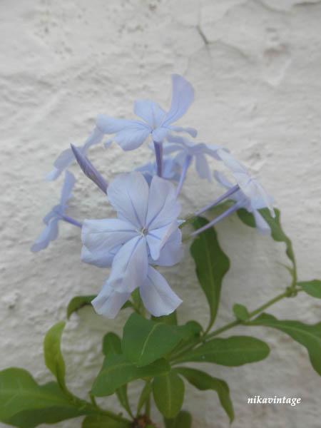 Primera flor del Plumbago