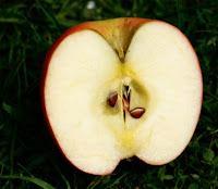 Propiedades de la Manzana
