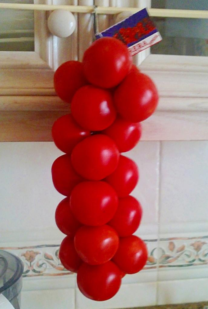 Tomata de penjar (Tomate de colgar)