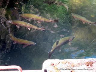 Monasterio de Piedra
