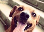 habilidades básicas todo perro debería conocer