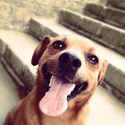 12 habilidades básicas que todo perro debería conocer