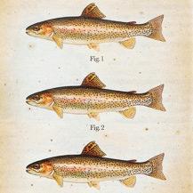 ¡ A COMER PESCADO !