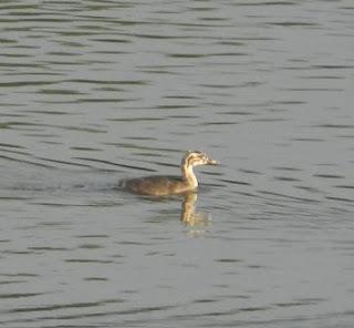 Pollos de somormujo lavanco