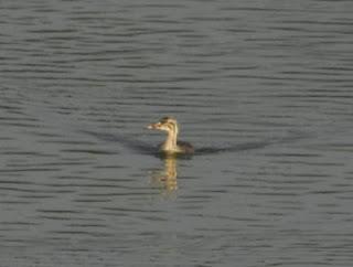 Pollos de somormujo lavanco