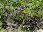 lagarto ocelado Asturies