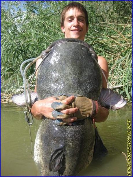 siluro SILUROS AL PELLETS EN AGOSTO