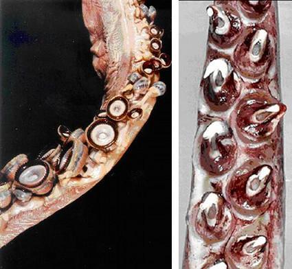 Descubriendo al Kraken (II): El Calamar Colosal