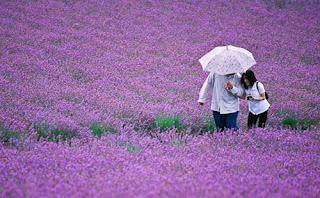 Campos de lavanda en Japón