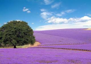 Campos de lavanda en Japón