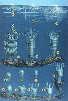 Conociendo las Medusas