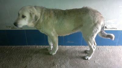 DESPUES DE TODO LO PASADO...SU FINAL NO PUEDE SER LA MUERTE¡¡‏ (BADAJOZ)