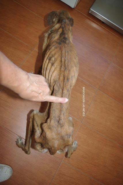 Sin palabras, solo odio es lo que se puede sentir por esto......