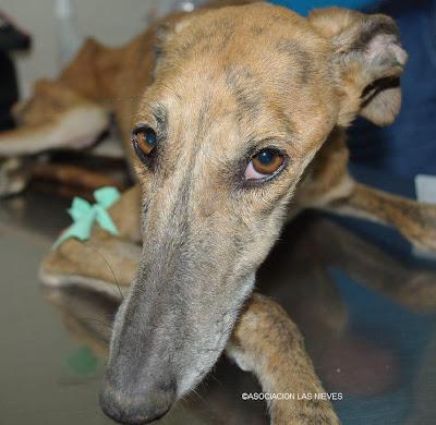 Sin palabras, solo odio es lo que se puede sentir por esto......