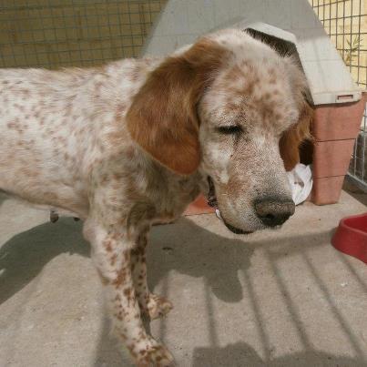 Foto: MARTES 31DE JULIO 2 MESES DESPUÉS DE QUE UN CAZADOR SIN ESCRÚPULOS NI CORAZÓN LA TIRASE A UN CONTENEDOR DE BASURA