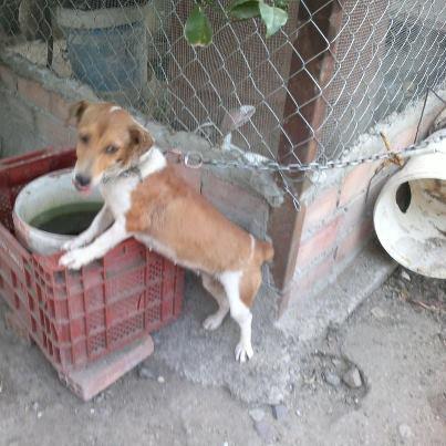 Foto: MIRAD COMO TIENE EL AGUA PARA BEBER!!.  Sifa, perrira de 1 año atada 24 horas en un bidón de lata y minada de pulgas en pueblo de SEvilla, hay que sacarla de esa tortura!!!!!!! ayuda para su acogida o adopción!!! Contacto: natisabe@hotmail.com  Esto es muy fuerte, hay muchos degenerados que tienen animales en muy malas condiciones y encima quieren tener más!!!! he denunciado a este cabrón porque me llama para adoptar un cachorro mastin y cuando voy a visitarlo me encuentro que tiene a esta perrita en estas condiciones!!!! atada en un bidón de lata a 45 grados al sol!!!!! en ese momento no me la pude llevar pero la tengo seguro, lo que no tengo es donde tenerla y son tantos casos que ya no se para donde tirar...¿quien puede ayudarla en su acogida, adopción o en sus gastos veterinarios?   Pesa unos 5 o 6 k, es super pequeña y muy sociable y cariñosa   Nati. SEvilla. Contacto: natisabe@hotmail.com
