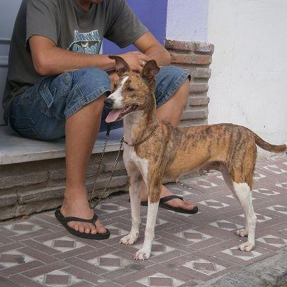 Foto: Fiona es una preciosa Podenquita, muy cariñosa, sociable con otros perros y simpática. Venía llena de chinchorros y garrapatasy con un miedo terrible. Poco a poco en su casa de acogida se irá recuperando de ese trauma.  Buscamos para ella persona responsable y amante de los animales, que le de una vida como se merece.  Fecha nacimiento aproximada, Enero 2011 Peso, 9 kilos.  Esta en Los Barrios (Cadiz) pero se envía a cualquier provincia de España con su chip, vacunas y esterilizada.    Contacto: huellasgaditanas@hotmail.com