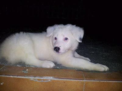 Se regala cachorro de Border Collie albino sordo - URGENTE