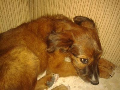 Nano, cachorro encontrado, está aterrado.(CÓRDOBA)‏