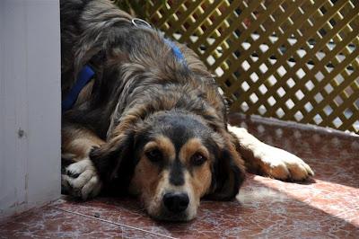 Perrita recogida de la carretera. Necesita adopción!!