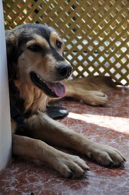 Perrita recogida de la carretera. Necesita adopción!!