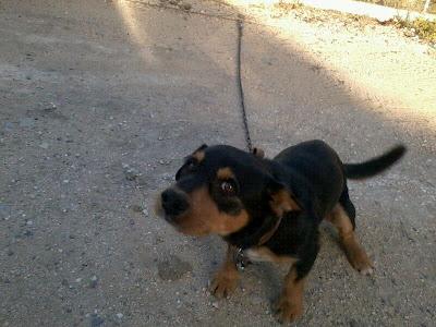 PERRO DE 4 KG : AYUDA, LO SACRIFICAN!!! (CADIZ)