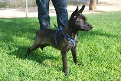 LUPO perrete tamaño peke, simplemente adorable!! nadie pregunta por él. (Murcia‏)