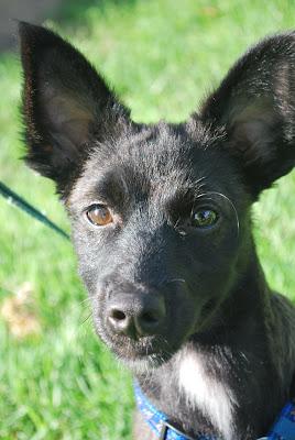 LUPO perrete tamaño peke, simplemente adorable!! nadie pregunta por él. (Murcia‏)