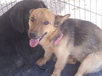 Santos, un jovencito de tam.peque Refugio del Viento‏. (Murcia)
