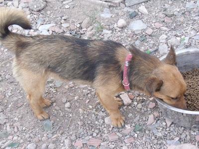 Santos, un jovencito de tam.peque Refugio del Viento‏. (Murcia)