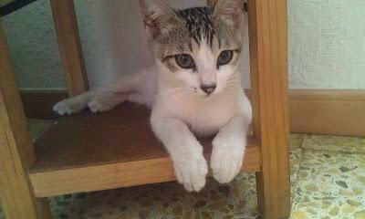 MIMO - PRECIOSÍSIMO BEBÉ DE 4 MESES HERIDO EN UN ACCIDENTE,EN ADOPCIÓN!!