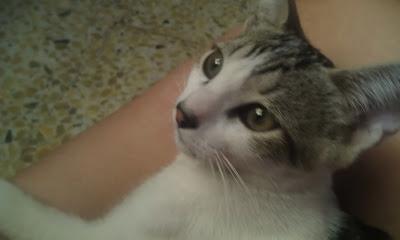 MIMO - PRECIOSÍSIMO BEBÉ DE 4 MESES HERIDO EN UN ACCIDENTE,EN ADOPCIÓN!!